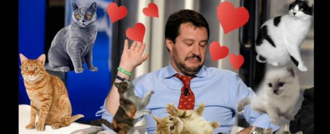 Gattini-per-Salvini-su-Twitter